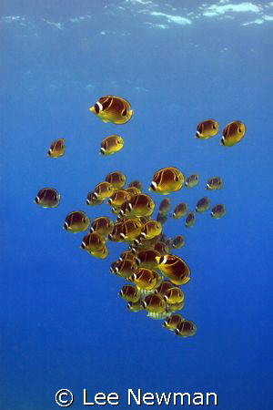 Racoon Butterflyfish in open water, Honokohau Harbor, Haw... by Lee Newman 