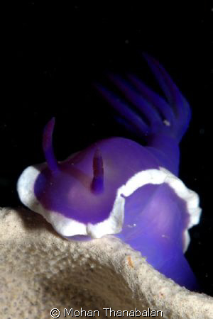 Purple-Gilled Hyselodoris. This potrait was taken in Mabu... by Mohan Thanabalan 