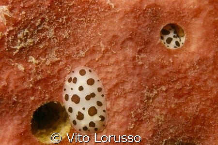 Nudibranchs - Discodoris atromaculata by Vito Lorusso 