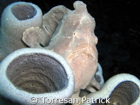 Frog fish by Torresan Patrick 