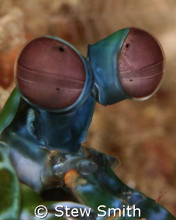 peacock mantis shrimp. 60mm macro + woody's diopter by Stew Smith 