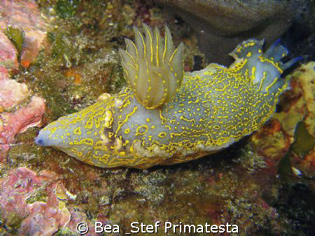"Queen of the Sea", Hypselodoris picta picta by Bea & Stef Primatesta 