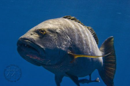 Nikon D300, 60mm Macro, Taken at Roatan Island.  by Kay Burn Lim 