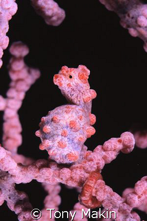 PYGMY SEA HORSE NIKON F90 60 MACRO 2X CONVERTER by Tony Makin 