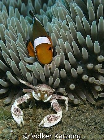 Clownfish with anemone crab by Volker Katzung 