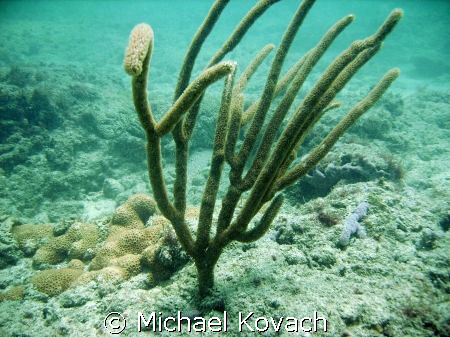 Reef at Lauderdale by the Sea by Michael Kovach 