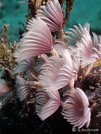 Dusting away in a mild current. This photo was taken off ... by Steven Anderson 