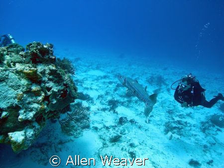 Large Barracuda in Cozumel. by Allen Weaver 