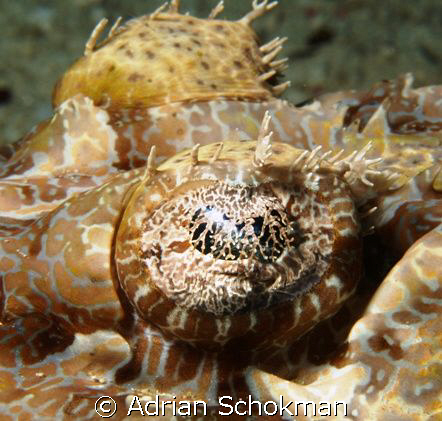Up Close & Personal.. Sipadan Island Taken with Olympus E... by Adrian Schokman 
