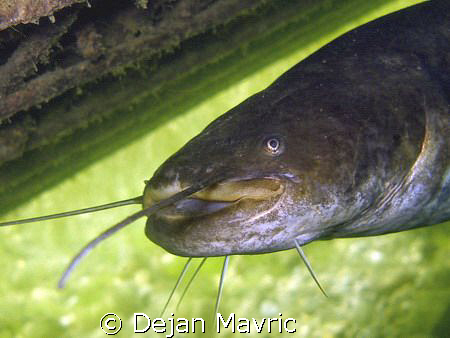 Catfish portrait from lake Bled by Dejan Mavric 