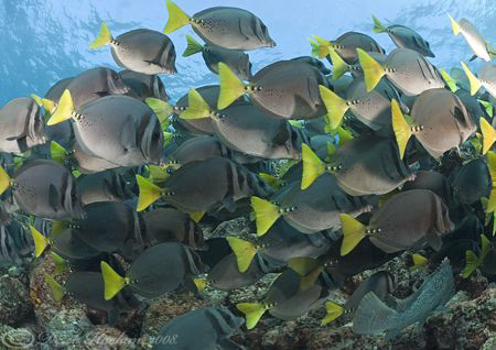  Yellow tail Surgeonfish. Santiago. Galapagos. D200, 10.5mm. by Derek Haslam 