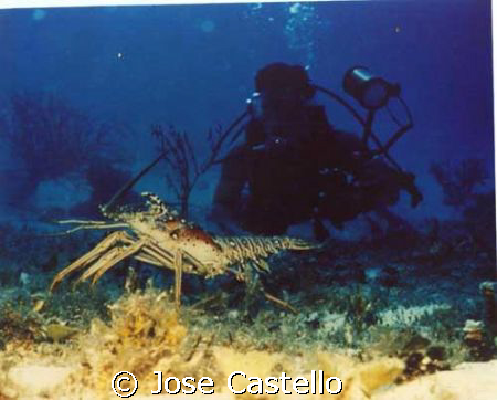 swimming along the bottom trying to get this big male lob... by Jose Castello 