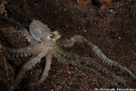A juvenile mimic octopus. Picture taken during a nightdiv... by Anouk Houben 