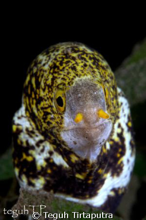 A morray eel, captured at Manado, Indonesia, about 15 met... by Teguh Tirtaputra 