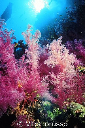 Corals - Dendronephthya Sp. by Vito Lorusso 