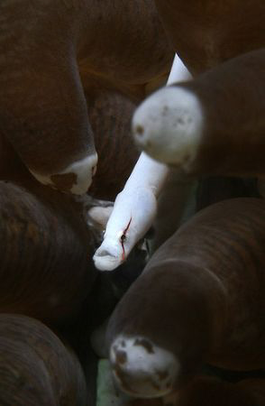 This was my first encounter with an eel pipefish and prob... by John M Akar 