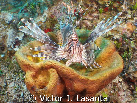 lion fish in a bowl sponge in playground wall dive site i... by Victor J. Lasanta 