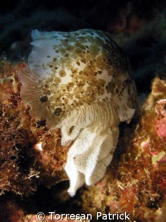 nudibranch by Torresan Patrick 