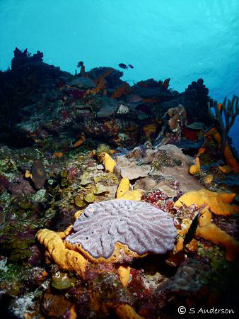 This photo was taken in Cozumel, regardless of the past s... by Steven Anderson 