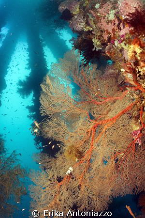 Pier pillars at Dauin, Philippines by Erika Antoniazzo 