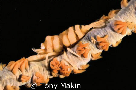 Whip coral shrimp  by Tony Makin 