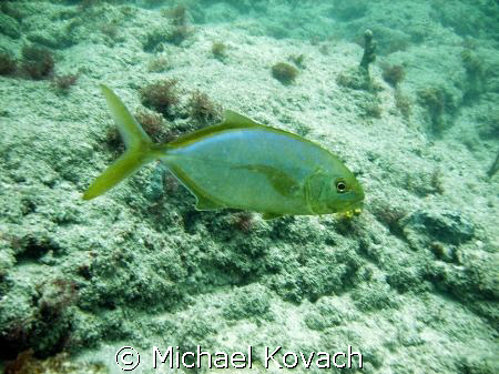 Yellowtail Snapper on the inside reef at Lauderdale by th... by Michael Kovach 