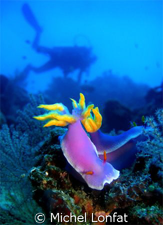 Nabucco Island - a beautifull destination for wonderfull ... by Michel Lonfat 