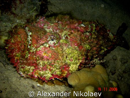 Stonefish. Gulf of Aqaba, Aqaba, Jordan by Alexander Nikolaev 