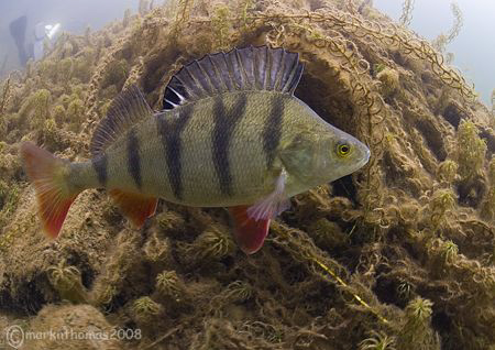 Perch.
Stoney Cove.
10.5mm. by Mark Thomas 