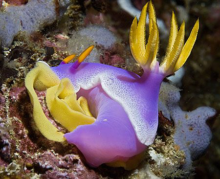 Mother laying her eggs. From Anilao, Philippines. by Jim Chambers 