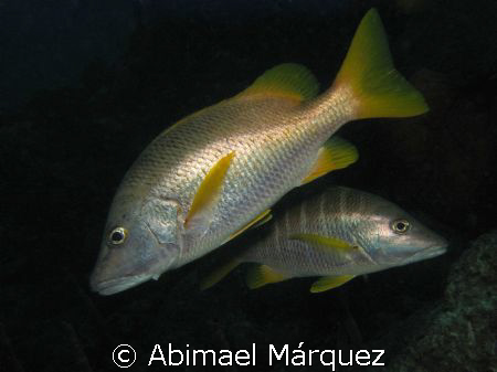 Red Snapper, Something Special, Bonaire by Abimael Márquez 