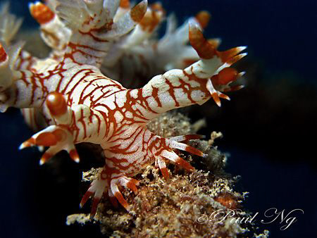 Rare Nudi in Perhentian Island by Paul Ng 