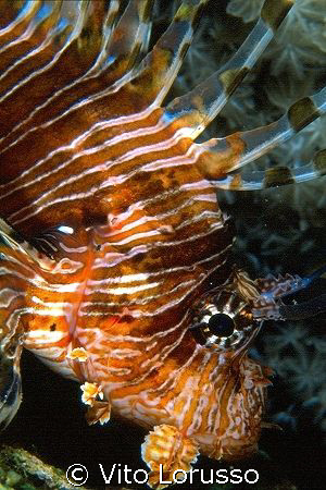 Fishs - Pterois miles by Vito Lorusso 