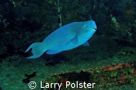 Wreck, El Anguila, 100', very blue parrot, not narc-ed, b... by Larry Polster 