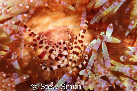 a pair of coleman shrimps on a fire urchin 60mm macro ful... by Stew Smith 
