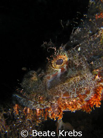 Scorpionfish , Canon S70 with Macro Lens  by Beate Krebs 