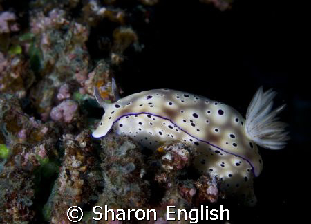 Chromodorididae -  Tryon's Risbecia

 by Sharon English 