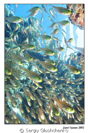 Glases fishes by Sergiy Glushchenko 