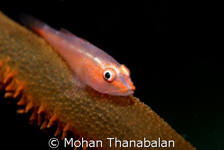 I'm watching you! Whip Coral Goby, pic taken at Redang Is... by Mohan Thanabalan 