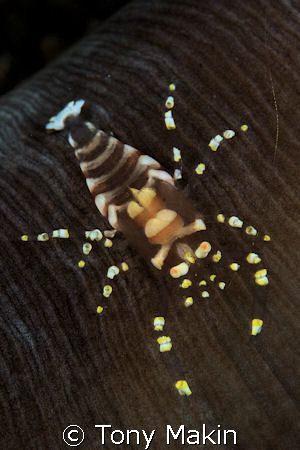 shrimp by Tony Makin 