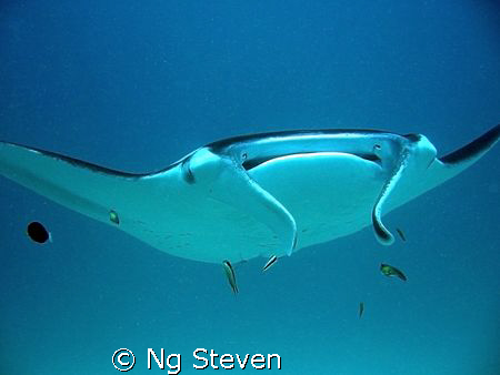 Manta hovering at cleaning station - Canon V3 by Ng Steven 