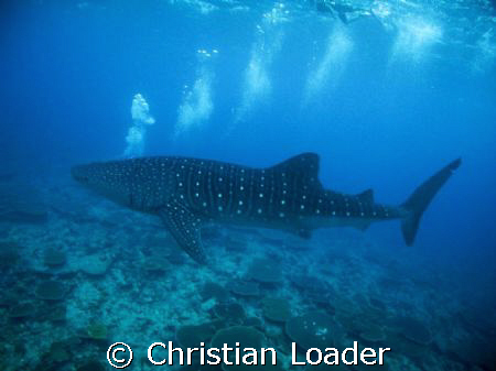 A WHALE SHARK BREATHING!?!?  hhhhmmmmm

Photo taken at ... by Christian Loader 