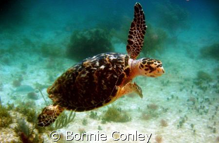I was fortunate to see several turtles on my trip to the ... by Bonnie Conley 