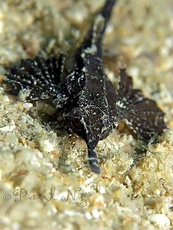 Sea Moth by Paul Ng 
