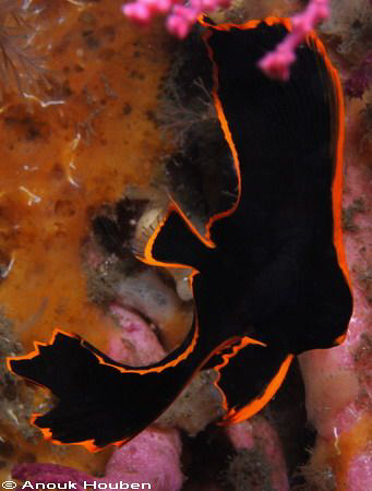 Juvenile batfish. Picture taken under the pier in Dauin, ... by Anouk Houben 