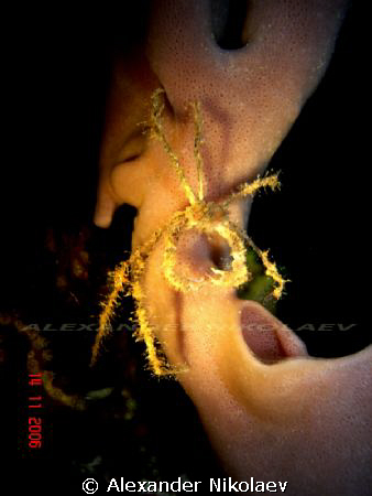 Night dive, Gulf of Aqaba, Aqaba, Jordan. Camera Sony. by Alexander Nikolaev 