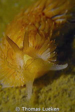 nudi from the Netherlands, D200 by Thomas Lueken 