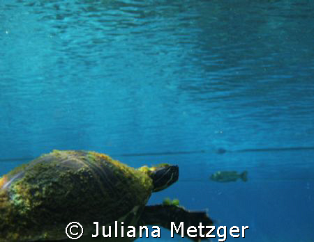 Its a turtle with a fish in the very background. I am in ... by Juliana Metzger 