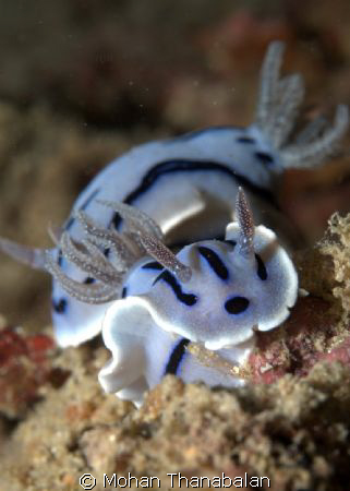 Happy Couple! Chromodoris Willani. Pic taken at Mabul Isl... by Mohan Thanabalan 