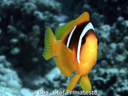 "Clown kiss", (Amphiprion bicinctus) by Bea & Stef Primatesta 